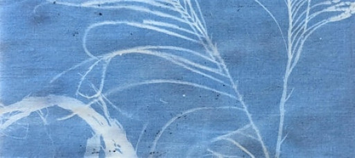 Make Cyanotypes with us:  Gifts from the Sun