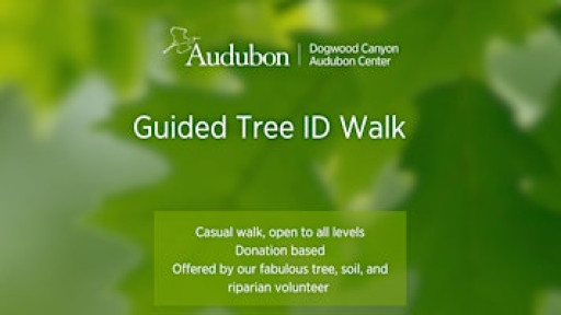 Guided Tree ID Walk