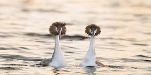 Improving Your Wildlife Photography Workshop