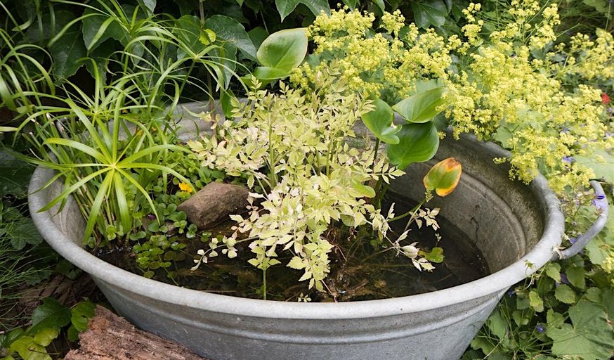 Water for Wildlife: Creating Small Ponds and Lagoons