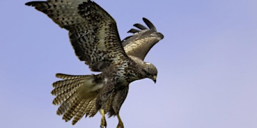 Owls & Birds of Prey