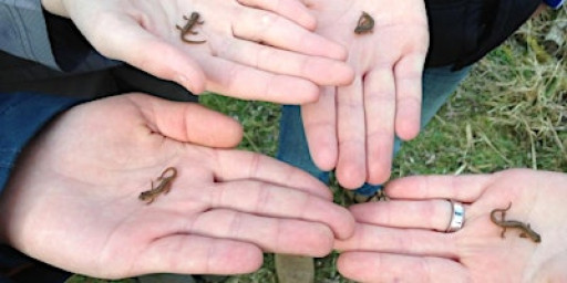 Testwood Lakes Wildlife Watch