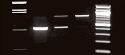 Saturday DNA! Regeneron - Plasmid Manipulation