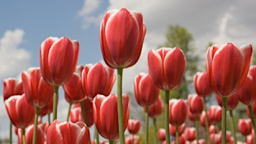 Pro•Craft•Elation — Come craft and connect