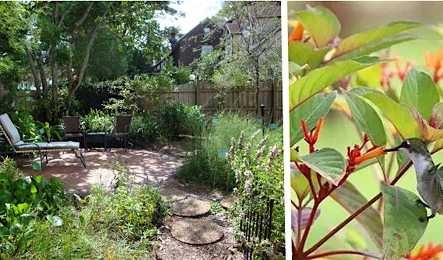 Water Wise Workshop: Go Wild with your Florida-Friendly Landscape Design