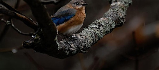 Intro To Birding Photography with Martina Abreu