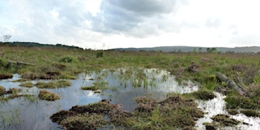 Member-only: winter wildlife at Meathop Moss Nature Reserve