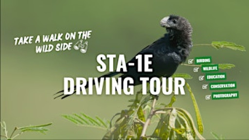 Guided Birding Driving Tour at STA-1E