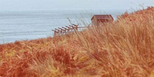 Wild Writing: generative writing classes, 6 week in person block