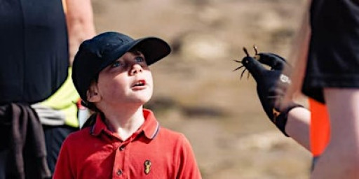 Rockpool Safari - South Landing, Flamborough