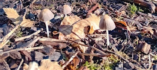 Saturday Morning Forest School- Forest Families