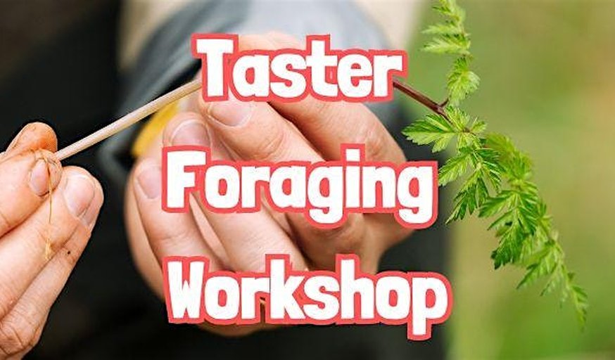 TASTER Foraging Workshop near Chichester (West Sussex)