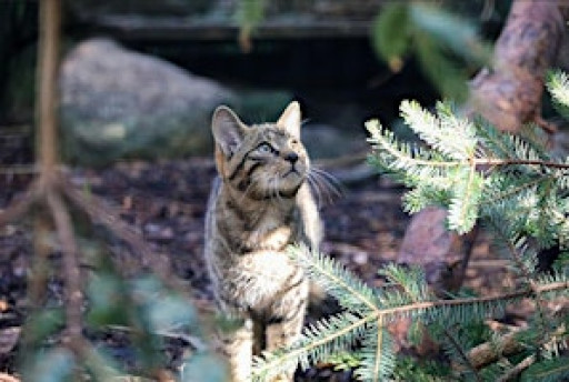 Boxing Day Tour: We are Saving Wildcats