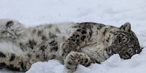 New Year's Day Tours: A Walk in the Park