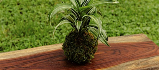 Kokedama Workshop