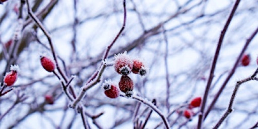 Winter Intuitive Herbalism