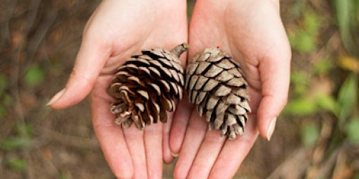 Weekend Wellness: Spring Mindful Walk and Craft at Sevenoaks