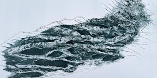 Poets Charlie Lee-Potter &  Penny Boxall in conversation