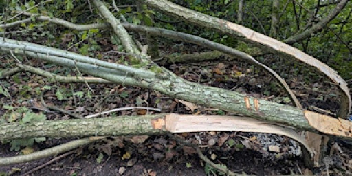 Hedgelaying workshop