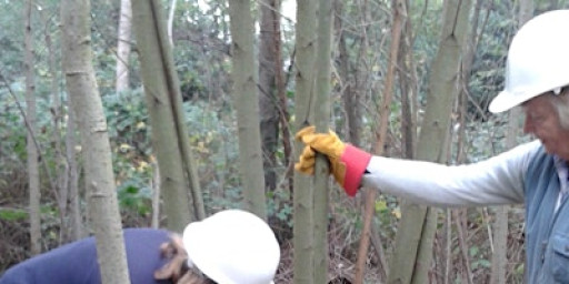 Practical Skills for Small Woodland Management