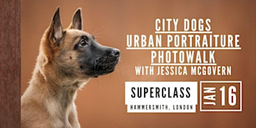 City Dogs – Urban Portraiture Photowalk – Jessica McGovern