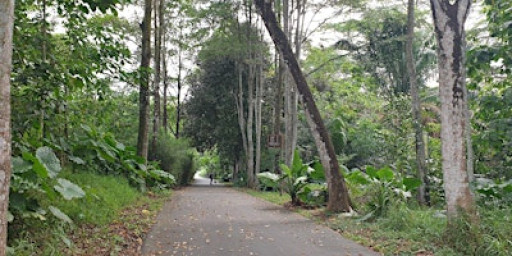 Ulu Sembawang Sunrise Trail