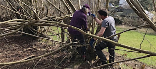 Single day Hedge-laying and Coppicing Course, Lloyney, near Knighton, Powys