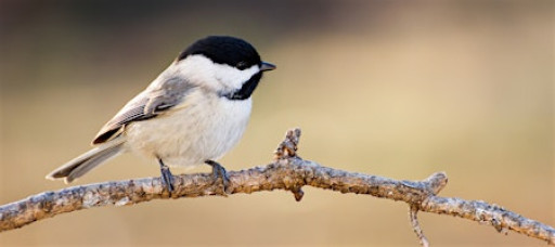 Nest Box Building Workshop