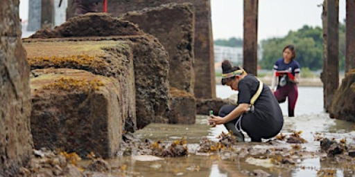 Ecological Witnessing: Geology as Archive, Microatolls as Record