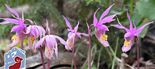 Native Orchids of Rocky Mountain National Park (Wednesday)