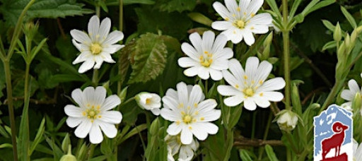 Early Wildflowers of Rocky Mountain National Park