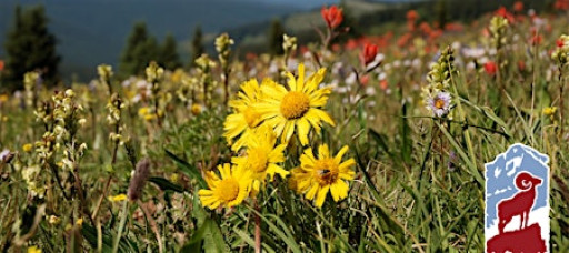 Alpine Wildflowers of Rocky Mountain National Park