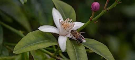 Appreciating Your Garden Through Your Camera