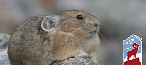 Wildlife of the High Country in Rocky Mountain National Park