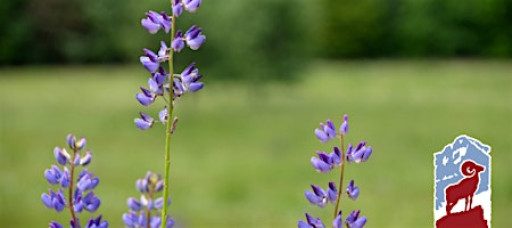 Wildflowers of Rocky Mountain National Park: Montane and Subalpine