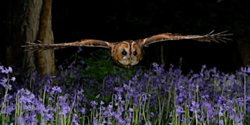 Tawny Owls - coming to a wood near you