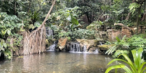 A Hidden World: Singapore's Lush Rainforest & Wetland Journey