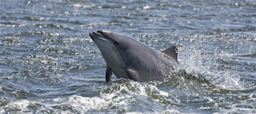 Watching the waves: citizen science and dolphins of the Clyde