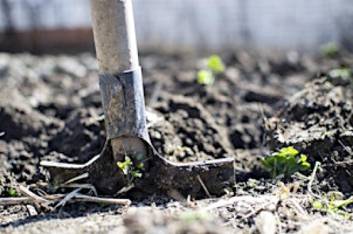 Boosting Biodiversity in your Garden