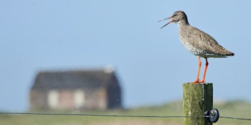 Introduction to Birdwatching at Rye Harbour Nature Reserve (420337035)