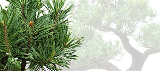 Beginner Bonsai Workshop