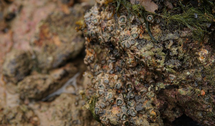 Lecture: Situated Sensing: Relational Ecologies and Nature-Based Solutions