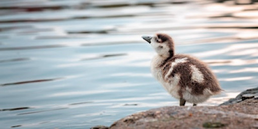 Birdspotting at the Welsh Harp