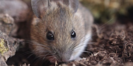 Mammal Tracks and Signs with Peter Pilbeam