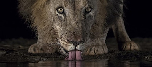 Wildlife Photography Talk by Tracey Lund