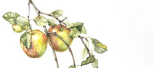 Botanical Art Intensive 2