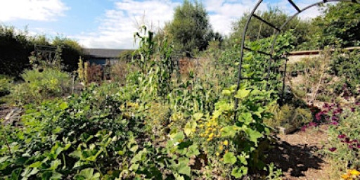 Creating a climate-resilient kitchen garden