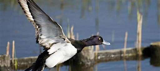 Sunday Morning Bird Walk: Winter Ducks at Wiley Slough