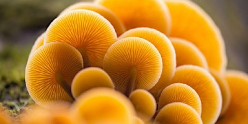 Macro Photography session