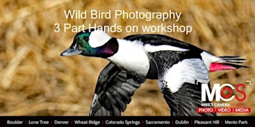 Wild Bird Photography at Kountze Lake - 3 Part workshop